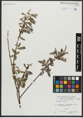Foto von Salix alba L.